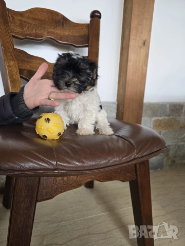 Мини Бивър Йоркширски териер момче , снимка 2 - Йоркширски териер - 54156813