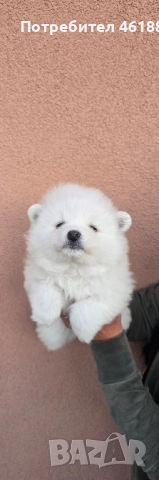 Померан , снимка 1