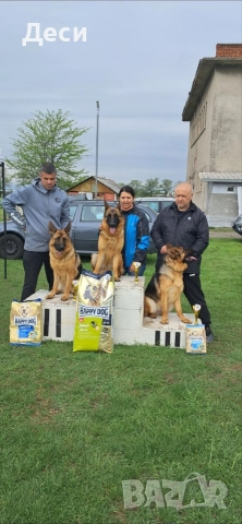 немско овчарско куче, снимка 6 - Немска овчарка - 52870357