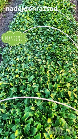 Разсад пипер, чушки, снимка 7 - Разсади - 54218205