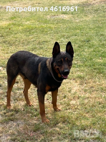 Предлагам Белгийска овчарка, снимка 2 - Белгийска овчарка - 52403901