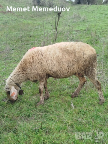 Продавам две ялови овце за клане Търговище , снимка 2 - Овце - 53095476