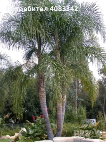 Кокосова Палма, снимка 4 - Градински цветя и растения - 50495088