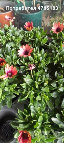 Остиуспермум Африканска Маргаритка , снимка 2 - Градински цветя и растения - 54062027