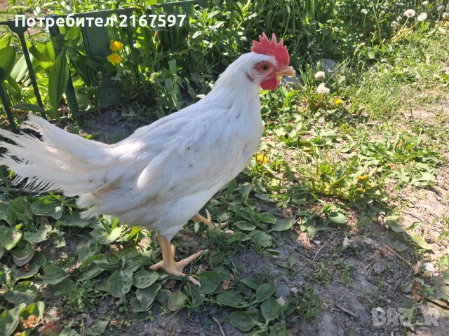 Петлета Бял Легхорн