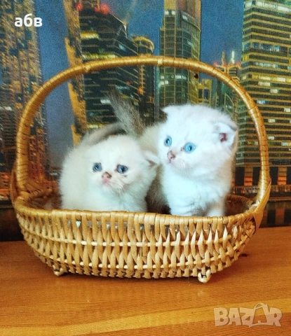 Сребърни шотландски клепоухи , снимка 1