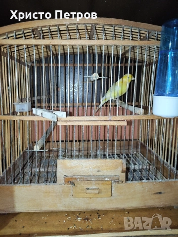 продавам канар., снимка 3 - Канари - 54317560