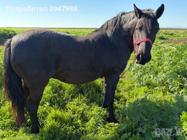 Кобила кон коне, снимка 3 - Коне - 54317054