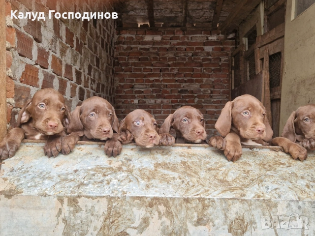 Продавам кученца 