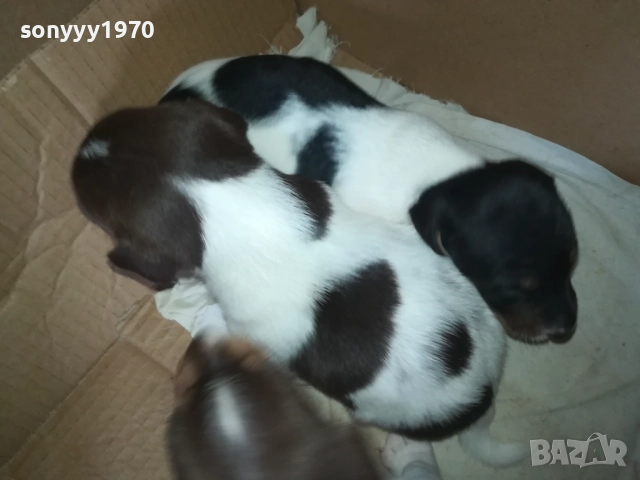 ПРОДАВАМЕ КУТРЕТА-ДЖАК РЪСЕЛ 250ЛВ ЗА 1БР 0309250738, снимка 3 - Джак ръсел териер - 51587007