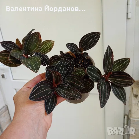 стайни цветя и комплекти, снимка 5 - Стайни растения - 56140185