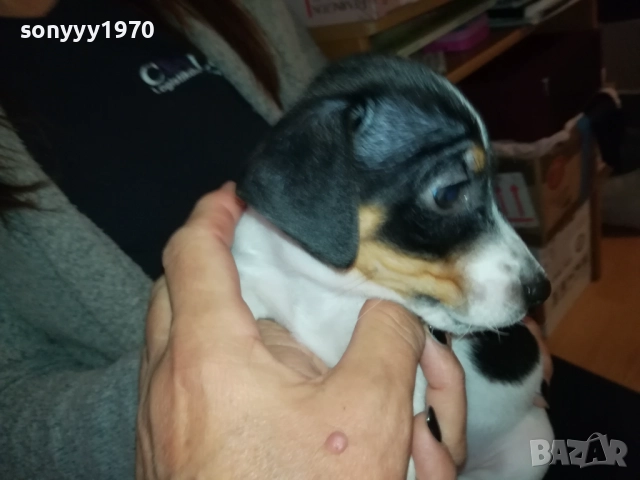 ДЖАК РЪСЕЛ ТЕРИЕР С ВАКСИНА И ПАСПОРТ 0610250734, снимка 7 - Джак ръсел териер - 51957467