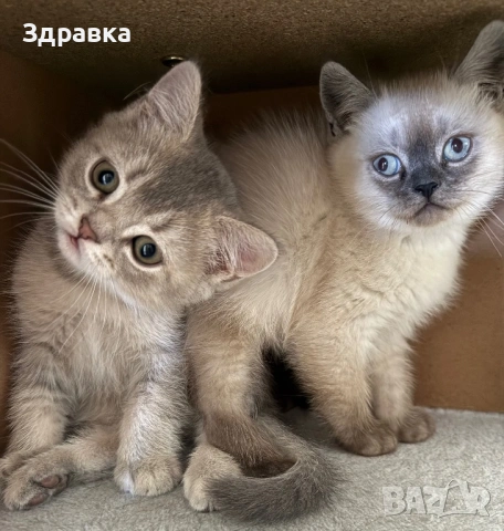 Сребърна чинчила  бебета, снимка 3 - Британска късокосместа - 52573303