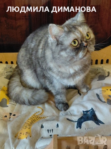 Екзотично женско , снимка 4 - Персийска - 53943234