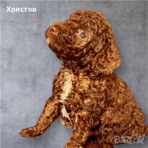 Мини пуделчета той , снимка 8 - Пудели - 52557736