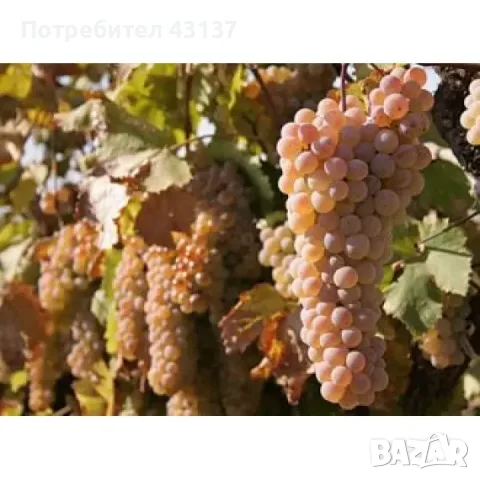 ПРОДАВАМ ГРОЗДЕ В ГР.ТОПОЛОВГРАД сортове Памид, Мерло, Каберне Совиньон, Ркацители, снимка 5 - Други - 55873307