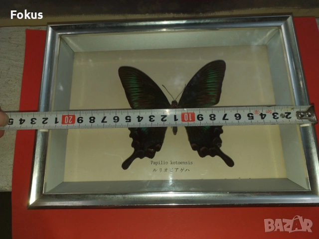 Пеперуда в рамка N3, снимка 6 - Антикварни и старинни предмети - 53363638