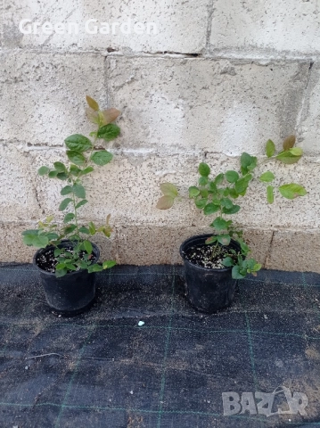 Американска боровинка , снимка 6 - Градински цветя и растения - 50985526