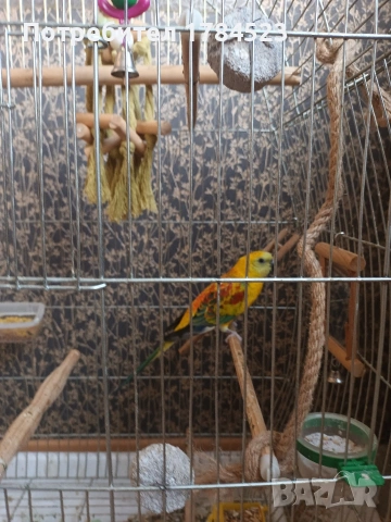 Поен мъжки папагал , снимка 8 - Папагали - 54329122