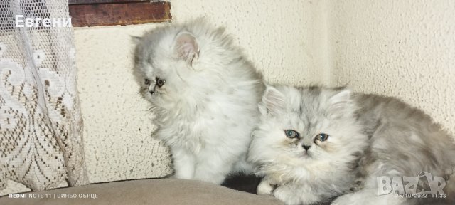 Персийски котета сребърна чинчила, снимка 5 - Персийска - 38448297
