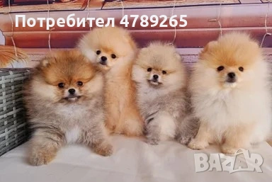 Померан Джудже с Родословие 