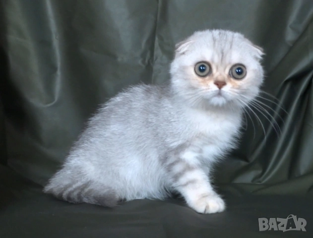 Чинчила - клепоухо късокосместо, снимка 8 - Британска късокосместа - 52373949