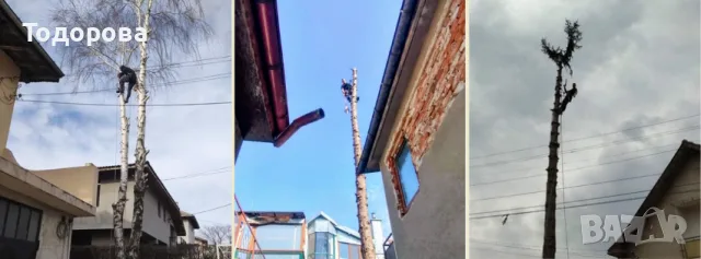 Рязане и премахване на опасни дървета, снимка 11 - Други услуги - 55735563