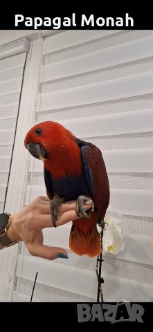 Еклектуси бебета  , снимка 7 - Папагали - 43860662