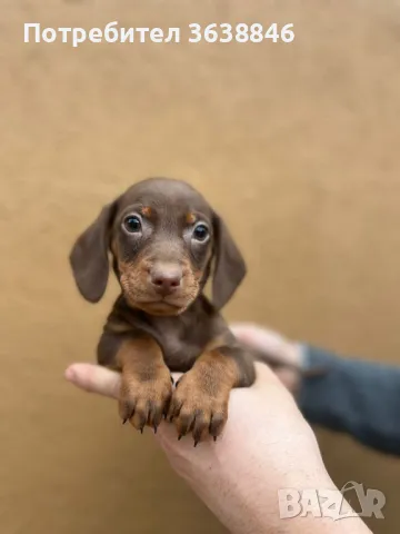 Мини дакел, снимка 1