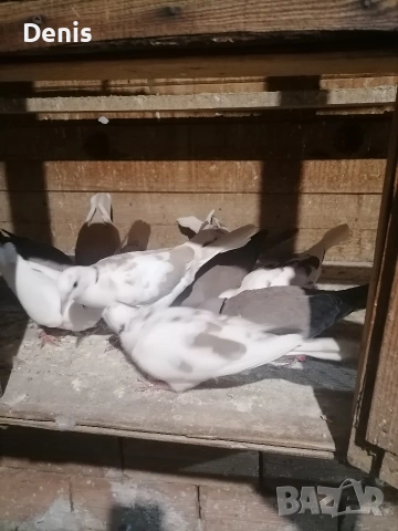 Гугутки смеещисе , снимка 3 - други­ - 54304990