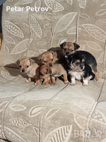 мини чиху пинчер , снимка 10 - Пинчер - 52813031