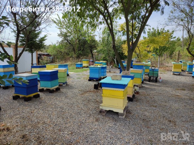 Пчелни семейства кошери ., снимка 4 - За пчели - 42339446