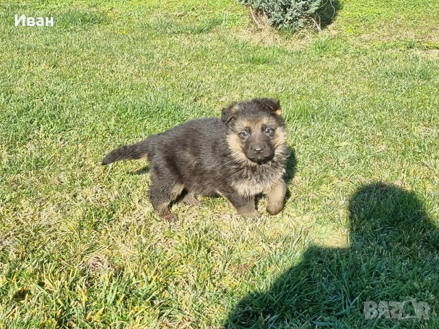 малки немски овчарки, снимка 2 - Немска овчарка - 52921710