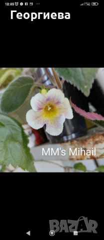 разменям ризоми от колерия и ахименес , снимка 17 - Стайни растения - 52913679