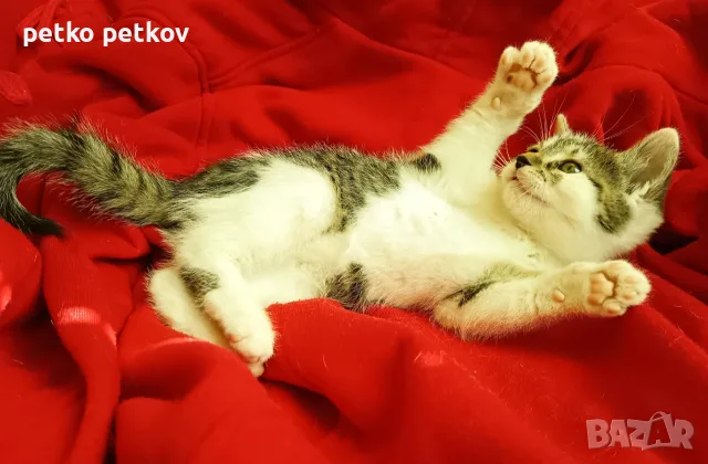 Подарявам котенце - момченце на три месеца