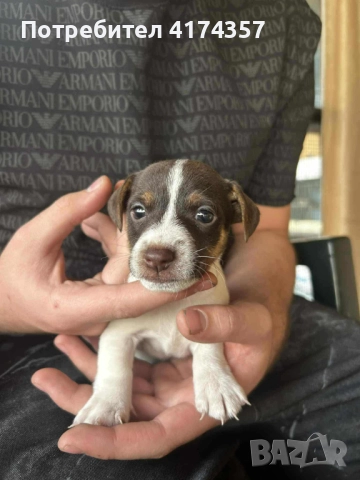 Джак ръсел териер , снимка 15 - Джак ръсел териер - 52822970