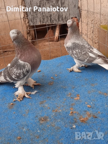 мардини, снимка 7 - Гълъби - 52183181