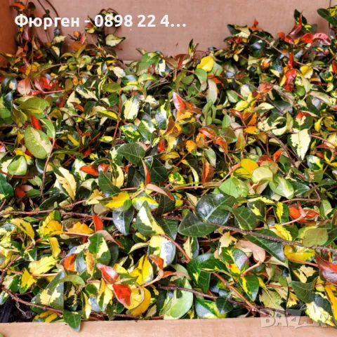   Жасмин - Азиатски Триколор Вечно зелен , снимка 3 - Разсади - 49522123