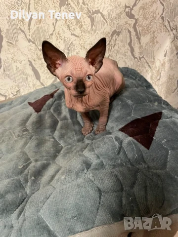 Канадски сфинкс, снимка 12 - Сфинксове - 50620392