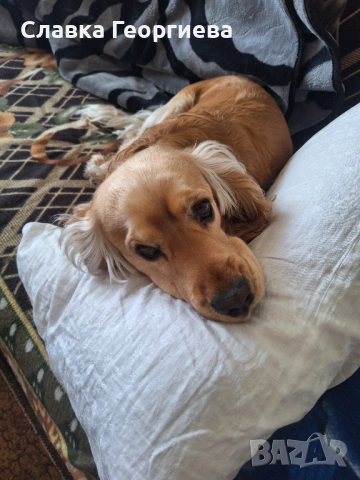 Английски Кокер шпаньол , снимка 10 - Търси партньор - 53963879