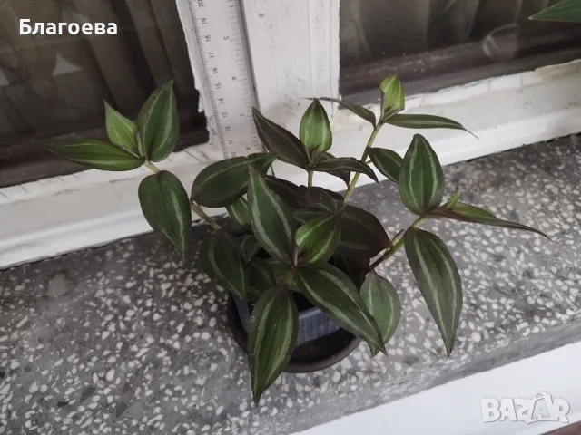 Традесканция 2 €, снимка 4 - Стайни растения - 52027182