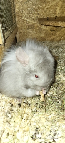 Продавам чинчила