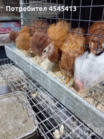 Кокошки ярки, уоман барун, бял легхорн и спербек пилета от селски кокошки, снимка 8 - Кокошки и пуйки - 52341582