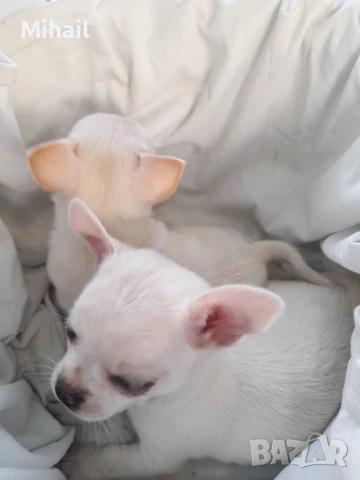 Продавам чихуахуа, снимка 3 - Чихуахуа - 51161252