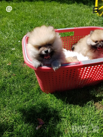 Померан померанчета Гр. София 