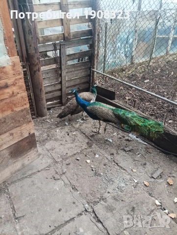 продавам пауни 