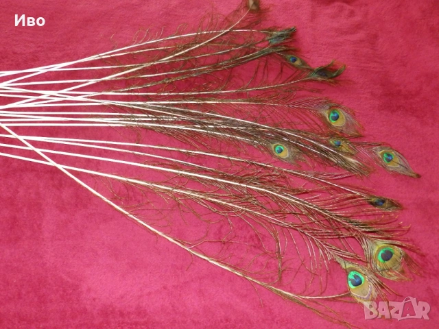 Естествени пера паун, снимка 7 - Други - 53304385