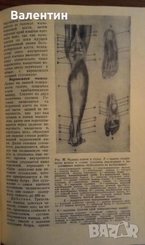 Пластична анатомия на човека и на четириногите животни и птици на руски език, снимка 5 - Специализирана литература - 52045113