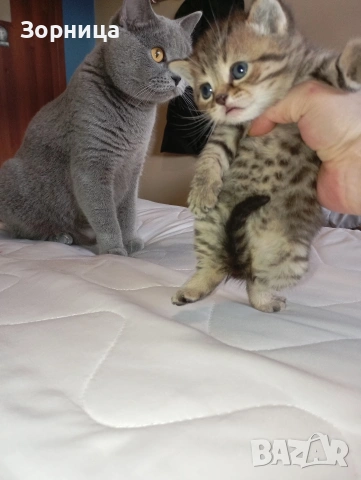 Британско коте , снимка 18 - Британска късокосместа - 54330980