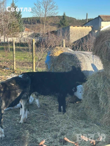 Свободни телета. 7лв за кг. Живо тегло, снимка 2 - Крави - 53009704